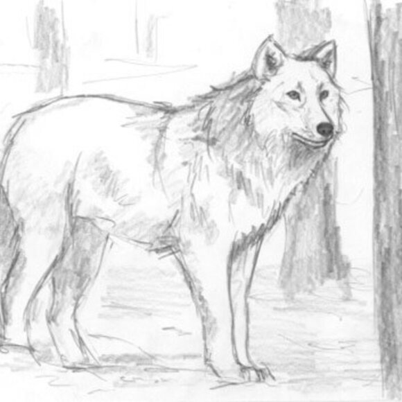 Original framed 5" x 7" white WOLF wildlife artwork sketch pencil drawing art - Picture 3 of 3